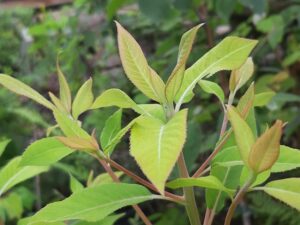 Clethra kaipoensis