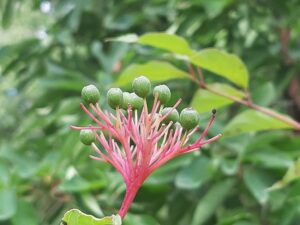 Cornus stricta