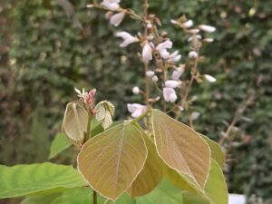 Desmodium elegans