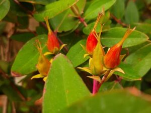 Hypericum kouytchense