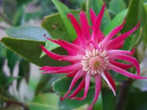 Illicium 'Woodlanders Ruby'