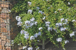 Plumbago auriculata - Loodplant, Mannentrouw