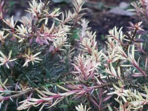 Podocarpus 'Country Park Fire'