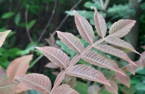 Rhus chinensis