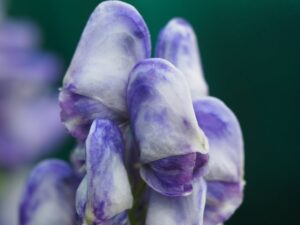 Aconitum carmichaelii 'Cloudy' Monnikskap Kwekerij Morning Glory
