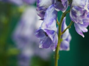 Aconitum carmichaelii 'Cloudy' Monnikskap Kwekerij Morning Glory