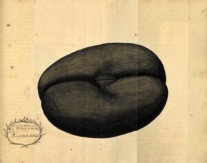 ‘Het onderste van een cocos Maldives’ bijzonder collecties, universiteitsbibliotheek Leiden