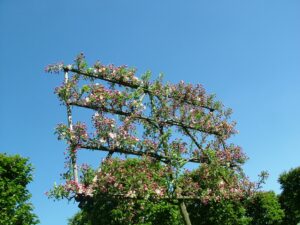 Malus Boomkwekerij Johan van Overbeek
