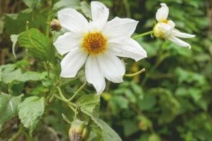 Dahlia imperialis witte vorm, Nevelwoud Costa Rica.