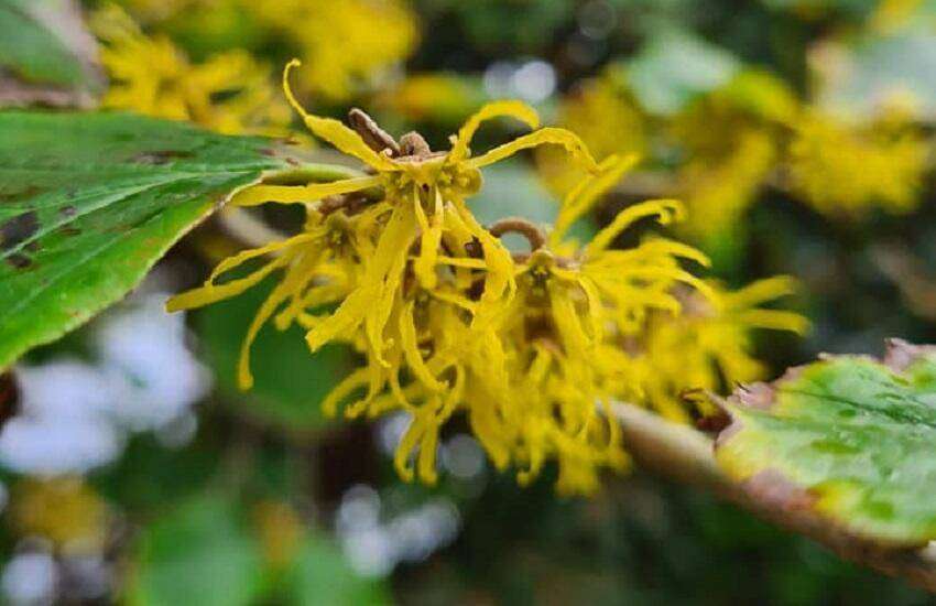 hamamelis-virginiana-de-tuin-in-vier-seizoenen