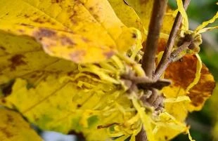 Hamamelis virginiana
