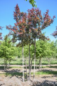 Malus Scarlet Boomkwekerij Johan van Overbeek