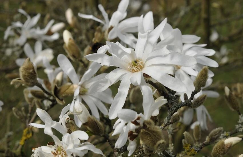 Magnolia stellata - Stermagnolia