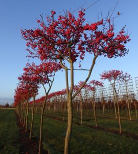 malus Boomkwekerij Johan van Overbeek