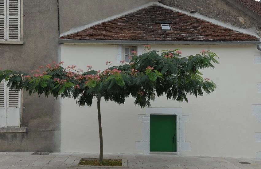 Albizia Julibrissin Perzische Slaapboom De Tuin In Vier Seizoenen