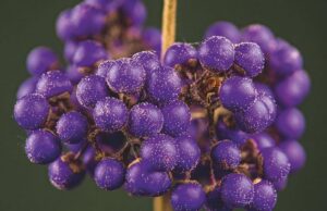 Callicarpa bodinieri 'Profusion'