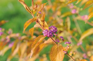 Callicarpa dichotoma 'Early Amethyst'