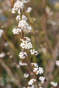 Callicarpa dichotoma f. albifructa