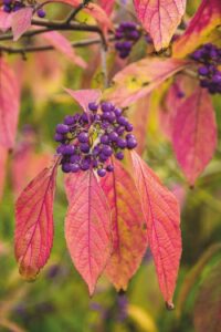 Callicarpa japonica var. japonica