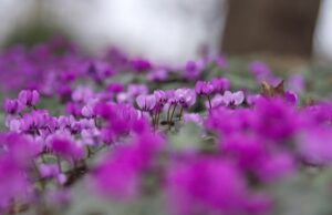 Cyclamen