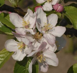 Malus