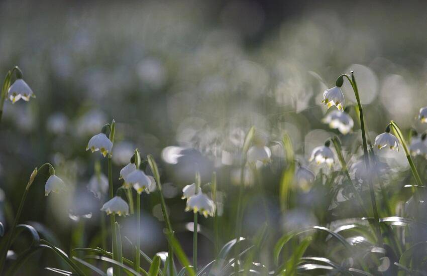 Leucojum Vernum De Doornduyn