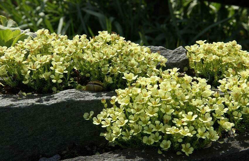Saxifraga x lincolni-fosteri 'Diana'