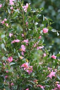 Camellia sasanqua Hugh Evans