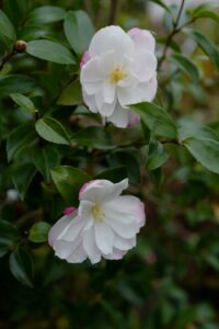 Camellia sasanqua Paradise Blush
