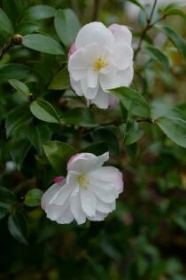 Camellia sasanqua Paradise Blush