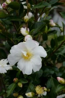 Camellia sasanqua Paradise Venessa