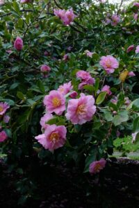Camellia sasanqua Showa-no-sakae
