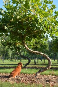 Swing Bomen van den Berk Boomkwekerij