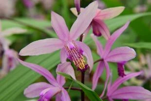 Bletilla Garden Orchid
