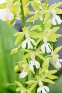Calanthe Garden Orchid