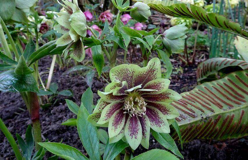 Helleborus Double Ellen Stekkentuin