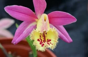 Pleione Garden Orchid