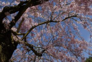 Prunus subhirtella 'Autumnalis' (1)