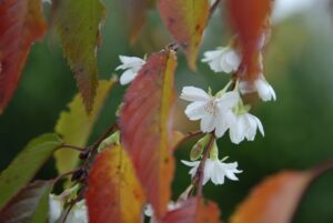 Prunus subhirtella 'Autumnalis' (1)