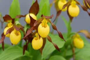 cypripedium Garden Orchid