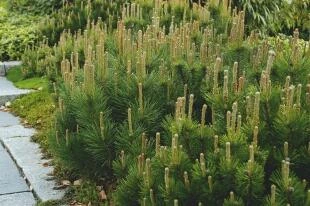 Pinus-aristata 'Sherwood Compact'