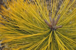 Pinus jeffreyi 'Misty Lemon'