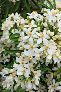 Choisya 'Aztec Pearl'