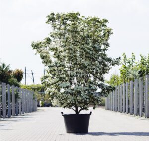 Cornus kousa 'Milkyway'