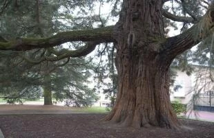 sequoiadendron-stam