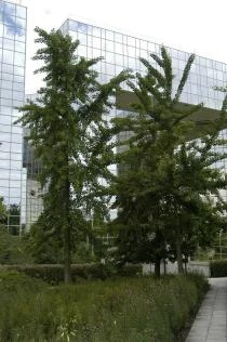 Ginkgo biloba
