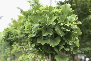 Ginkgo biloba 'Mariken'