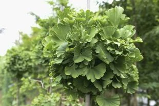 Ginkgo biloba 'Mariken'