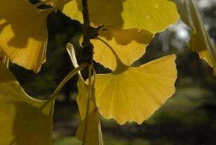Ginkgo biloba herfstkleur