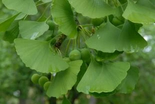 Ginkgo biloba vrucht